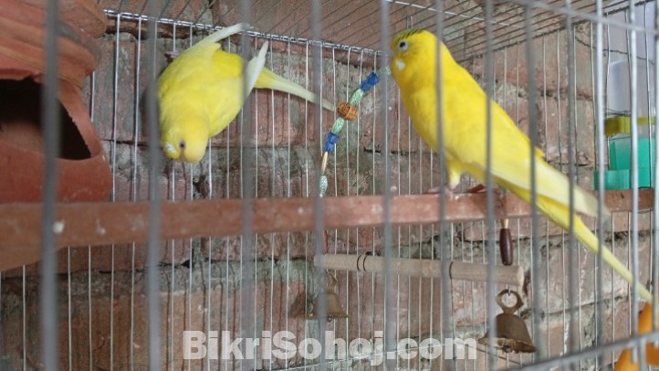 হলুদ এডাল্ট বাজরিকা
